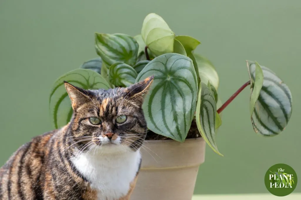 Is Peperomia Toxic to Cats? A Comprehensive Analysis