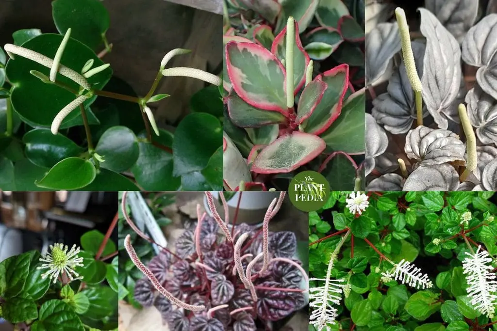 Peperomia Flower & Its Spikes: Overview, Species, Care & All Info