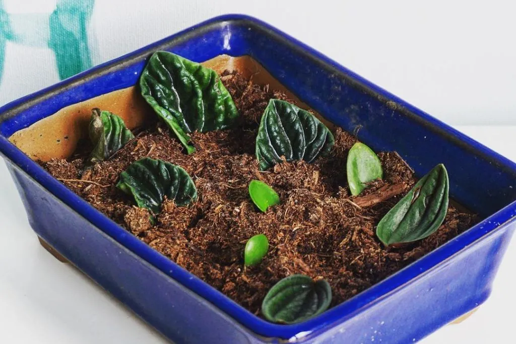 How to Propagate Peperomia from Leaf: Step-by-Step Guide