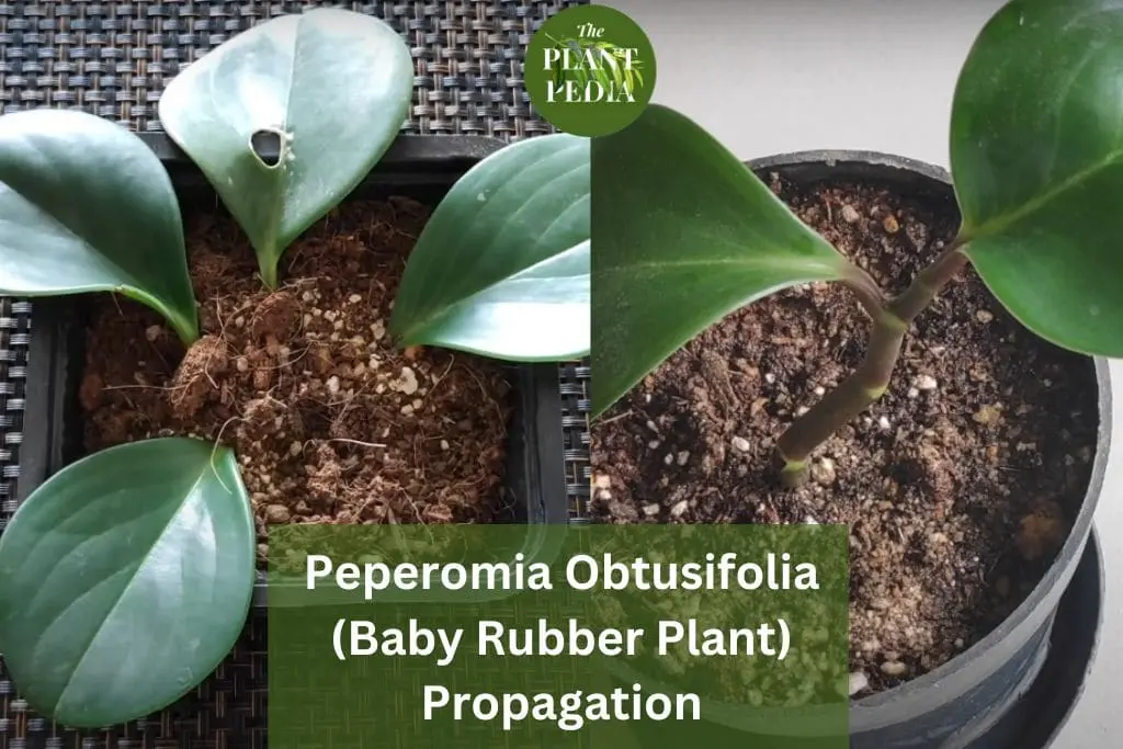 Peperomia Obtusifolia Propagation in Soil From Leaf & Stem