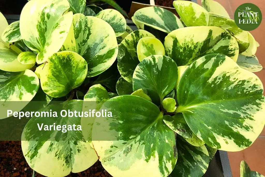 Peperomia Obtusifolia Variegata: Everything About This Beauty
