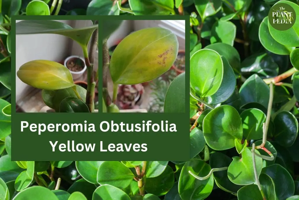 Peperomia Obtusifolia Yellow Leaves: Causes, Solutions & All Info