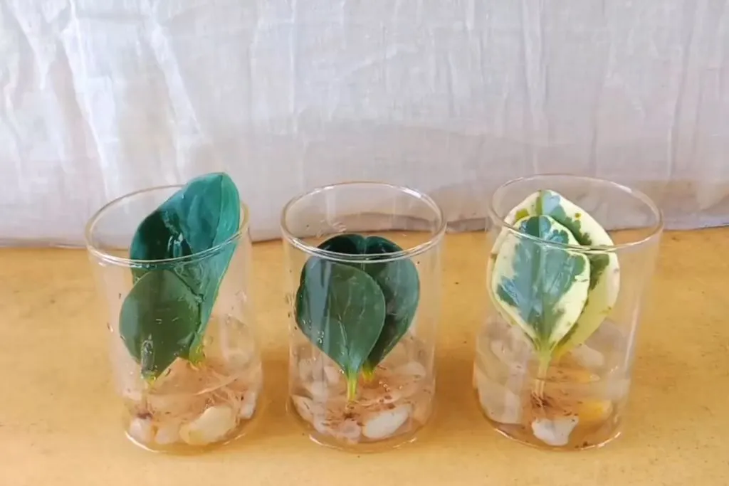 Peperomia Propagation in Water: Step-by-Step Guidelines