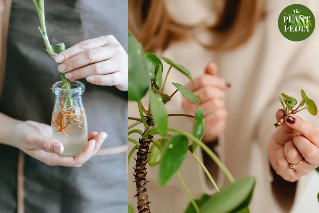 How to Propagate Peperomia from Stem (Step-by-Step)