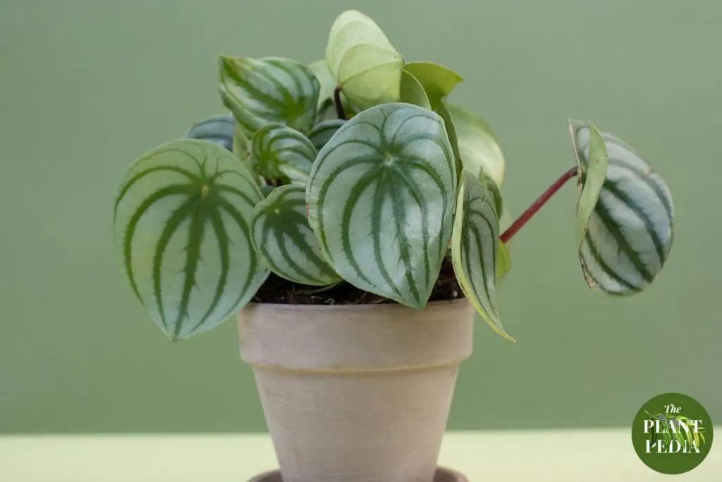 Peperomia (Radiator Plant): What Do They Look Like? & All Info