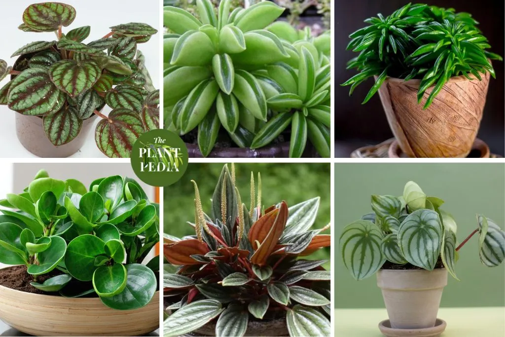 60 Peperomia Varieties (Types of Radiator Plant) For Indoor