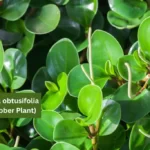 Peperomia Obtusifolia Leaves Curling: Causes and Solutions