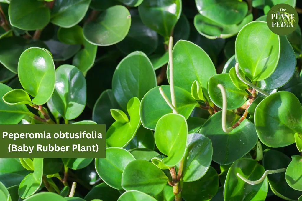 Peperomia Obtusifolia Leaves Curling: Causes and Solutions