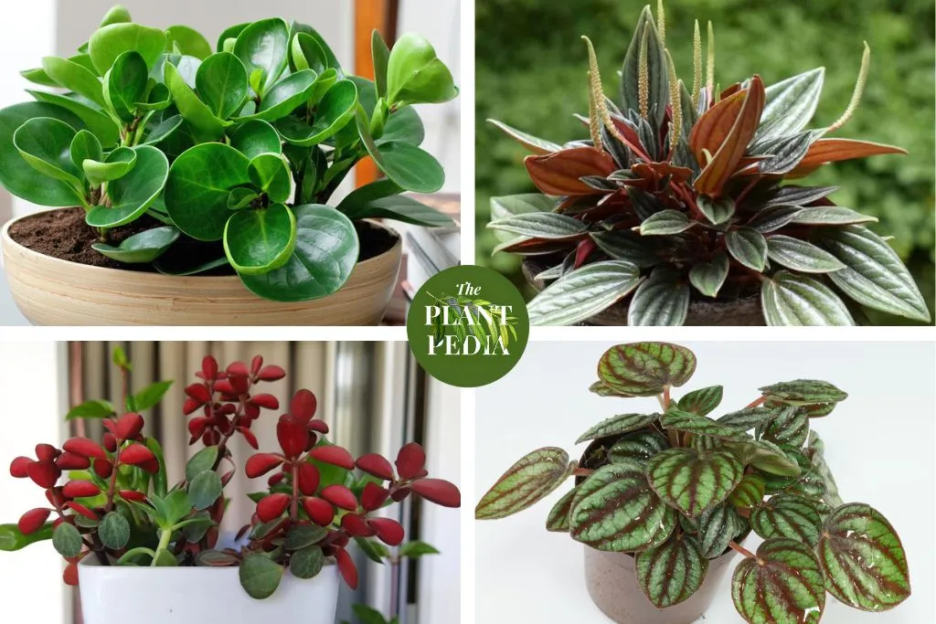 Peperomia Care (Radiator Plant): A Complete Guidelines