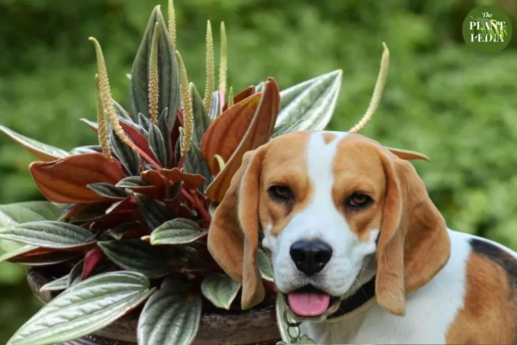 Is Peperomia Toxic to Dogs? (Radiator Plant Toxicity)