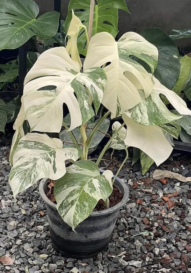 Monstera Albo Variegated Plant 4 Leaf Full Plant Rooted with High Variegation