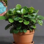 Baby Rubber Plant Fertilizer: A Detailed Guidelines