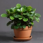 A baby rubber plant in a brown pot on a gray background. Do You Know How Big Do Peperomia Obtusifolia Grow?