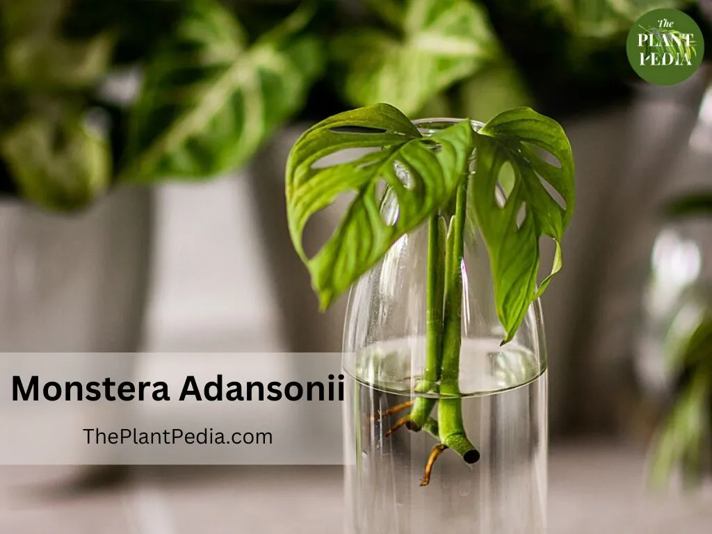 Monstera Adansonii Care: Tips for Thriving Swiss Cheese Vines