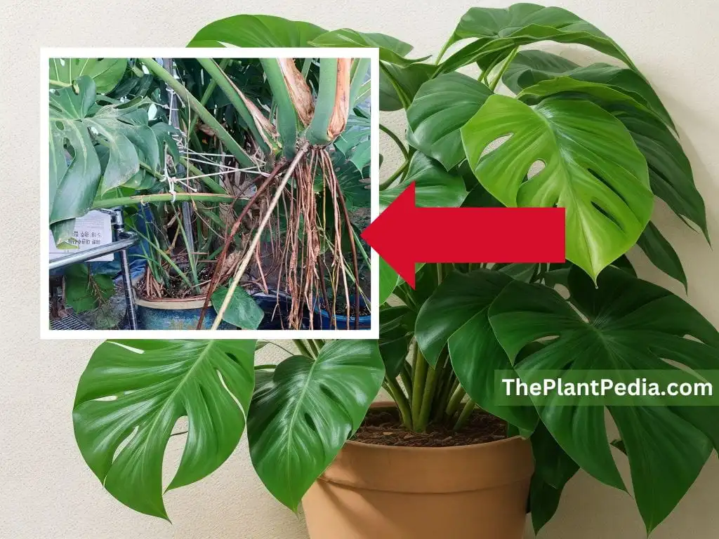 Monstera Aerial Roots: Purpose, Care, Propagation, & All
