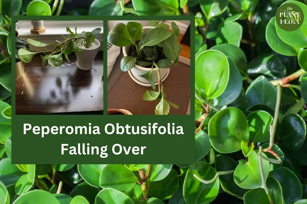 Why Is My Peperomia Drooping? Reasons & Solutions