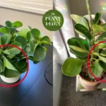 Peperomia Obtusifolia Leaves Curling: Causes and Solutions