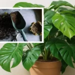 Monstera Soil Mix Recipe: Step-by-Step Guide & All