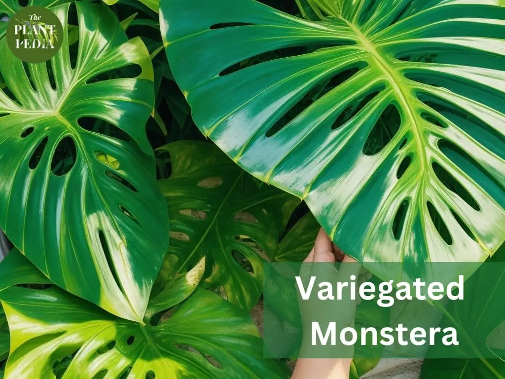 Types of Monstera: Top Beautiful Swiss Cheese Plants