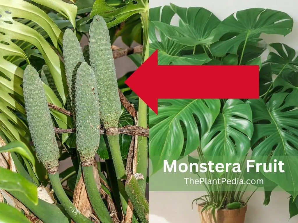 Monstera Fruit: Care, How to Eat, Taste, Benefits & All