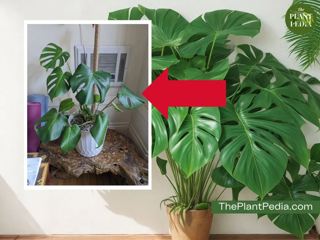 Monstera Leaves Curling: Symptoms, Causes, Solutions & All