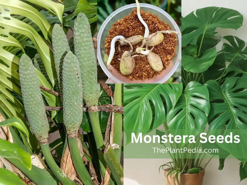 Monstera Seeds: Germination, Caring, Collecting, & All