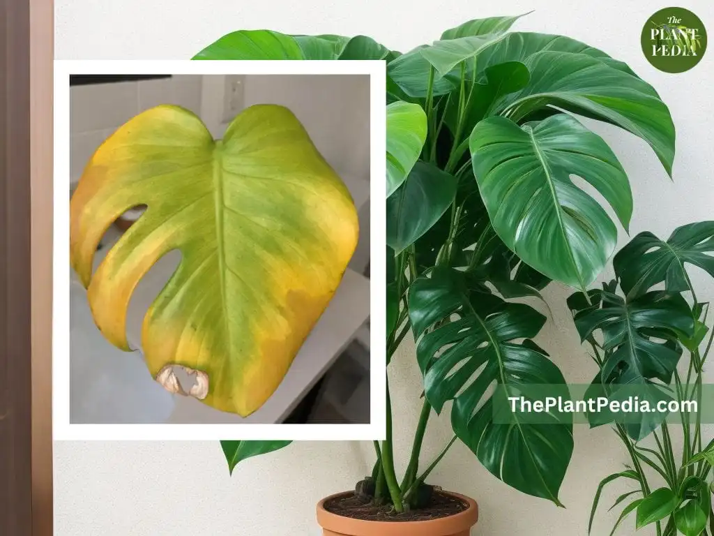 Why is My Monstera Turning Yellow?