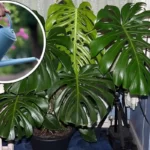 Monstera Watering in Winter: A Complete Guide