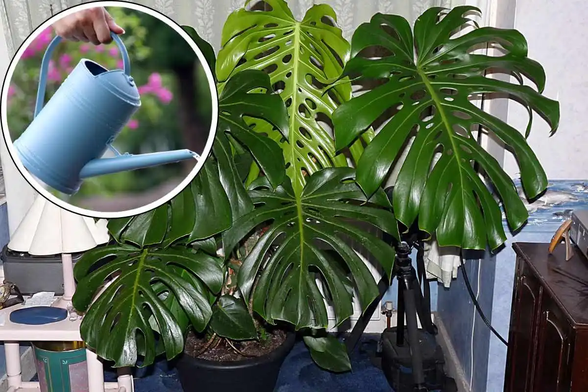 Monstera Watering in Winter: A Complete Guide