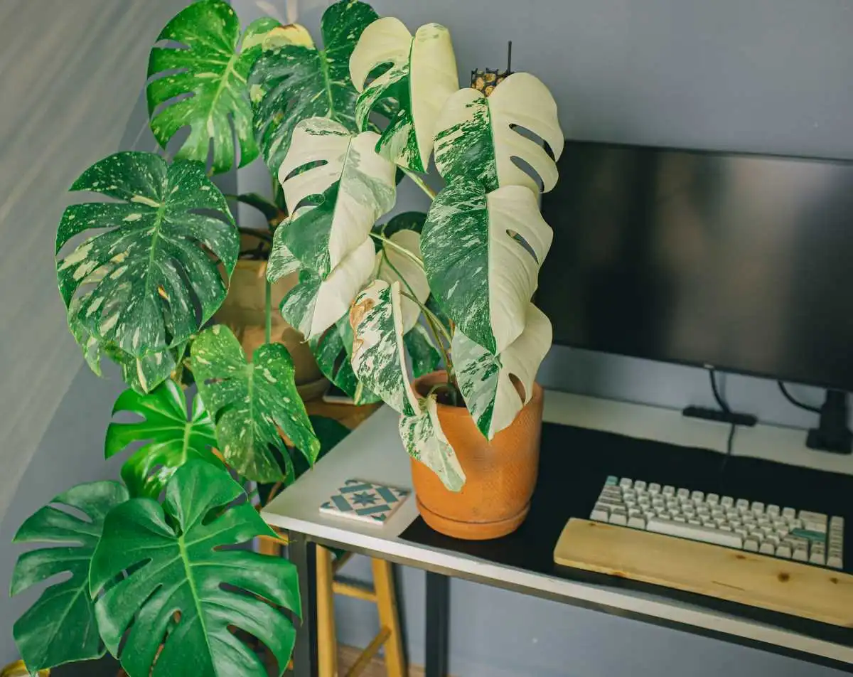 Monstera Plant Disadvantages And Benefits