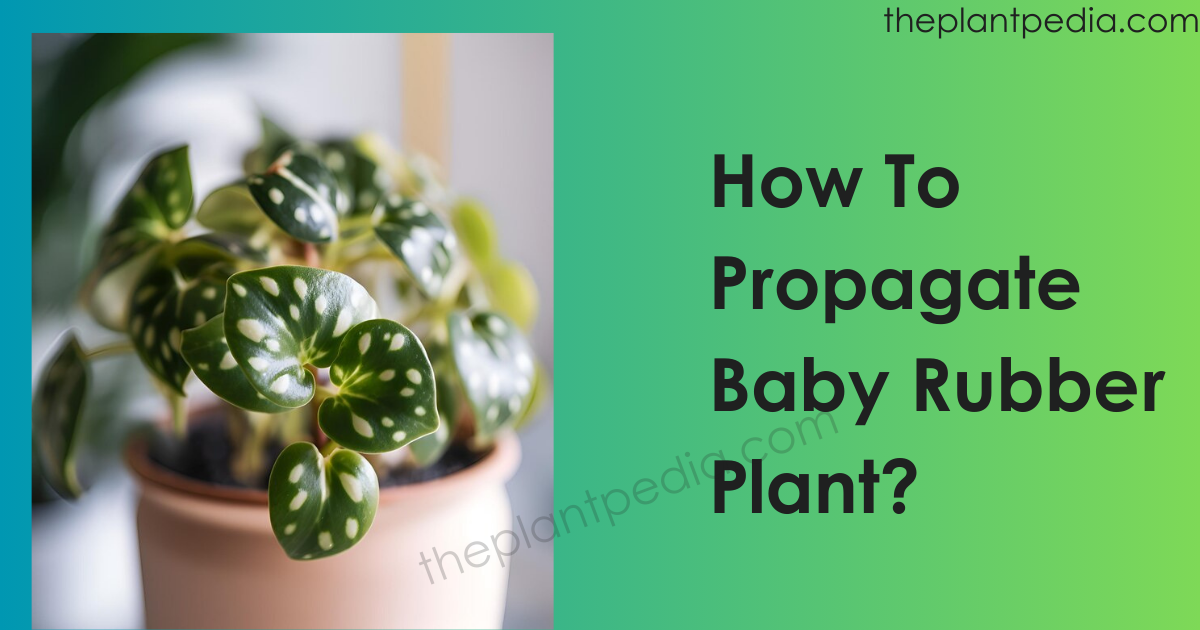 How To Propagate Baby Rubber Plant?