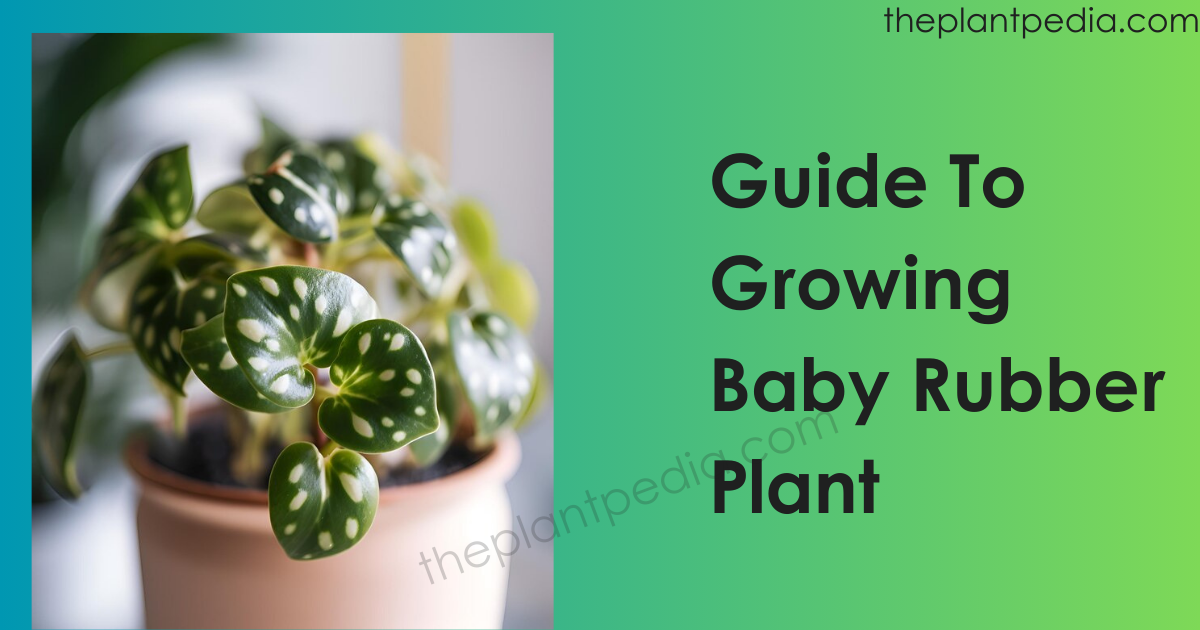 Guide To Growing Baby Rubber Plant