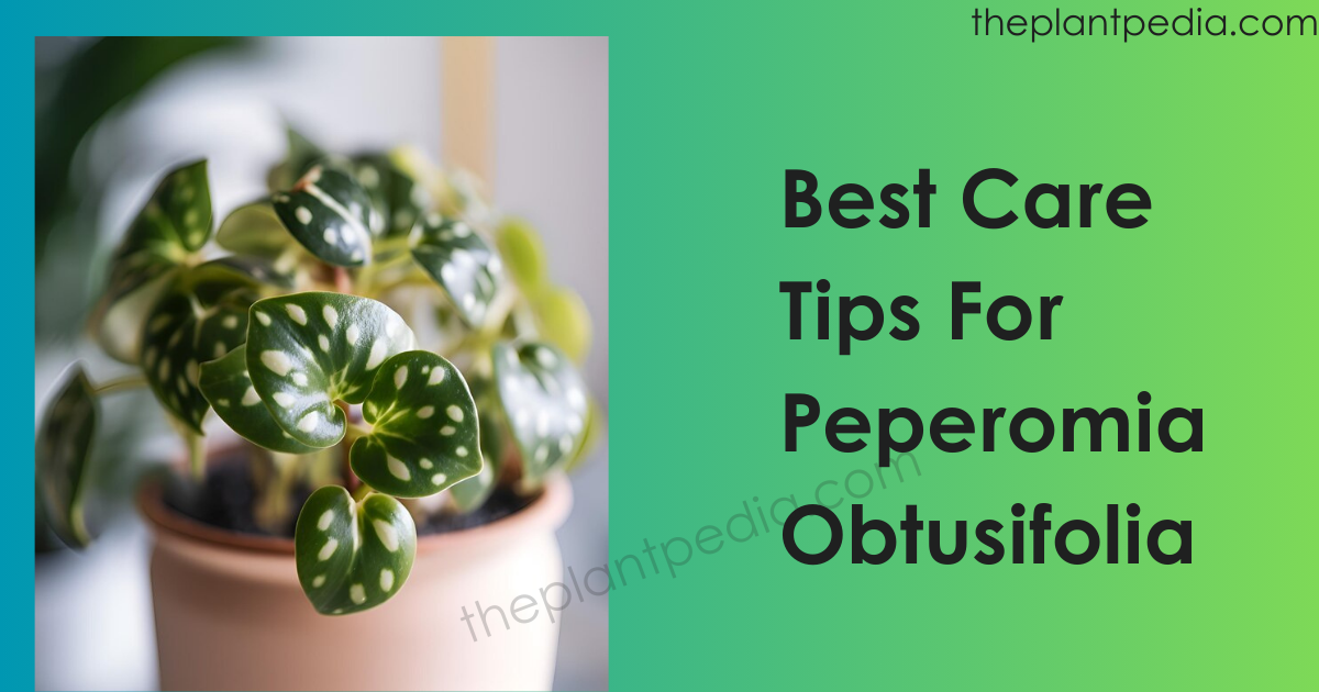 Best Care Tips For Peperomia Obtusifolia