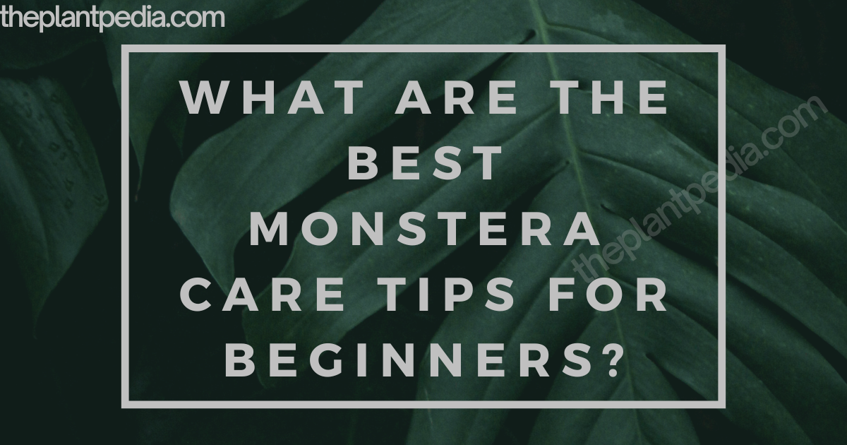 Monstera care tips, best Monstera care, Monstera for beginners, Monstera plant care, beginner Monstera guide, Monstera watering tips, Monstera light requirements, Monstera soil tips, Monstera pruning guide, Monstera fertilizing tips, Monstera growth tips, Monstera plant health, Monstera care basics, Monstera indoor plant, Monstera potting mix, Monstera humidity tips, Monstera placement guide, Monstera leaf care, Monstera pest control, Monstera propagation tips, Monstera beginner tips, how to care for Monstera, Monstera plant guide, Monstera plant maintenance, Monstera care instructions, Monstera care routine, Monstera tips for beginners, growing Monstera indoors, Monstera plant beginners, Monstera care advice