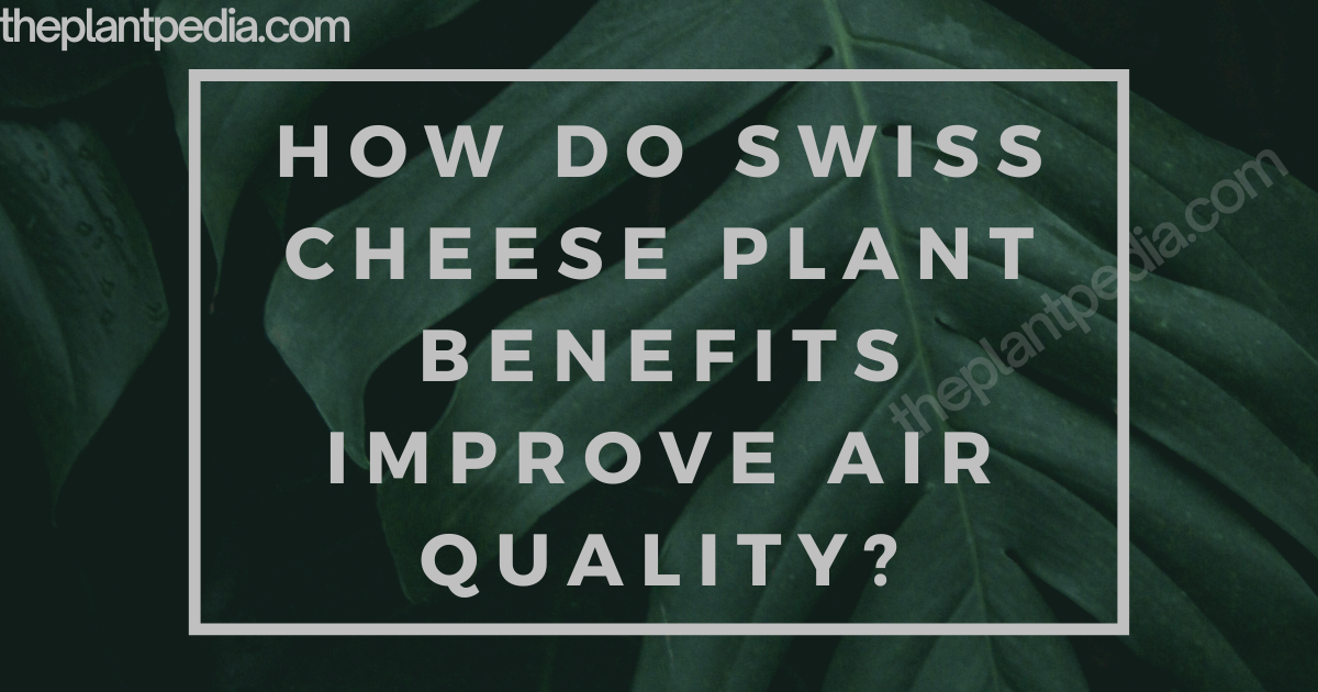 How Do Swiss Cheese Plant Benefits Improve Air Quality?