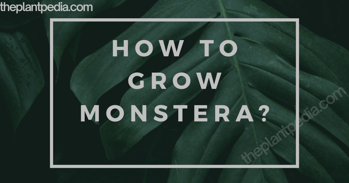 How To Grow Monstera?