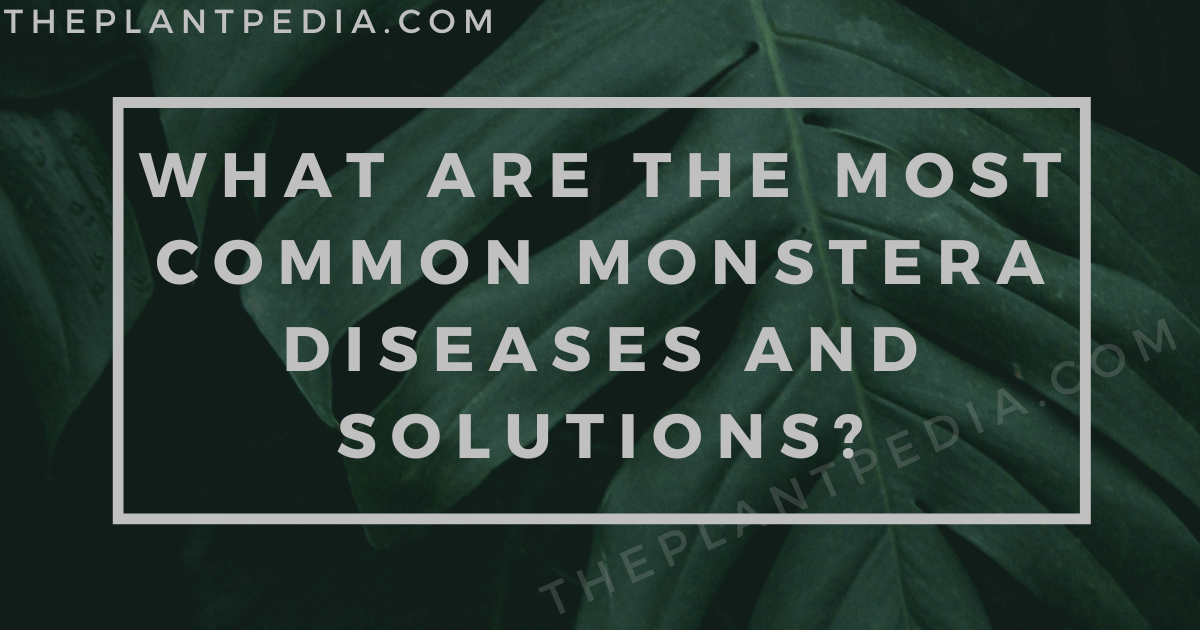 What Are The Most Common Monstera Diseases And Solutions?