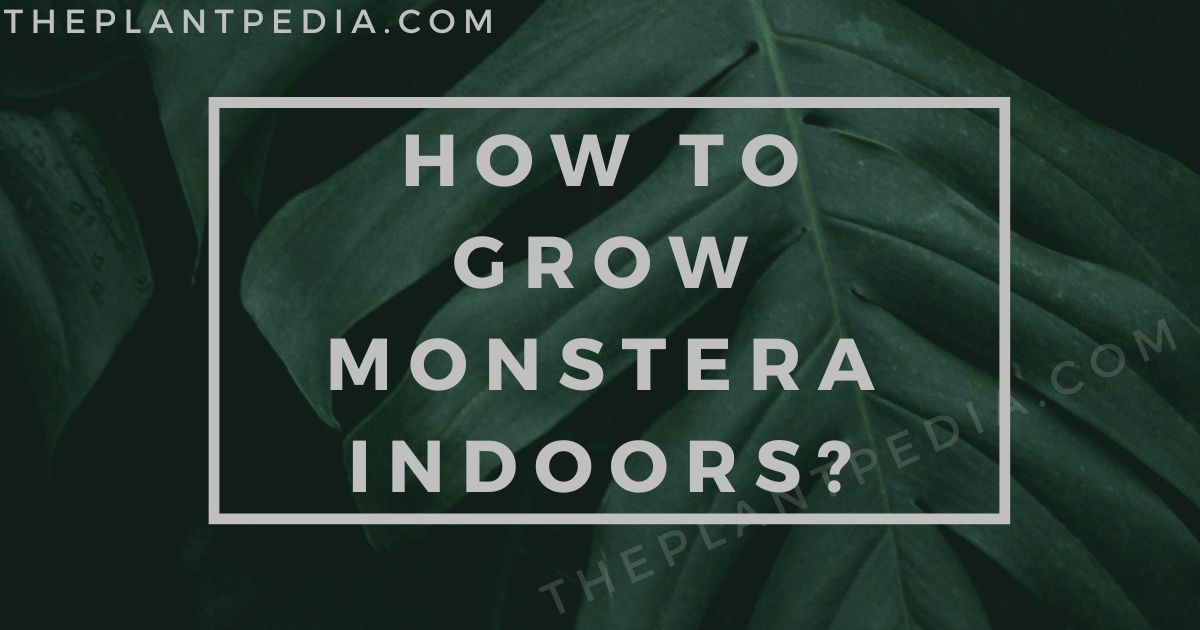 How To Grow Monstera Indoors?