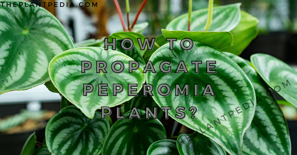 How To Propagate Peperomia Plants?