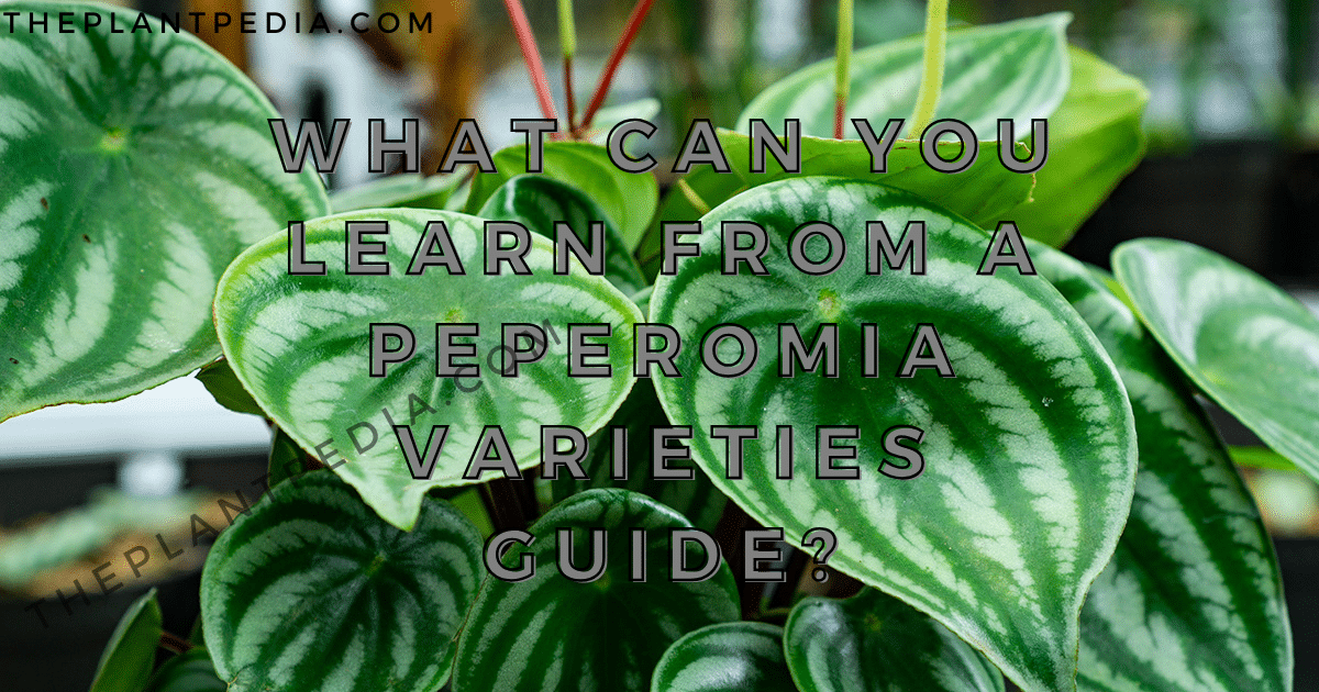 What Can You Learn From A Peperomia Varieties Guide?