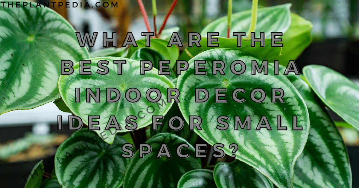 What Are The Best Peperomia Indoor Decor Ideas For Small Spaces?