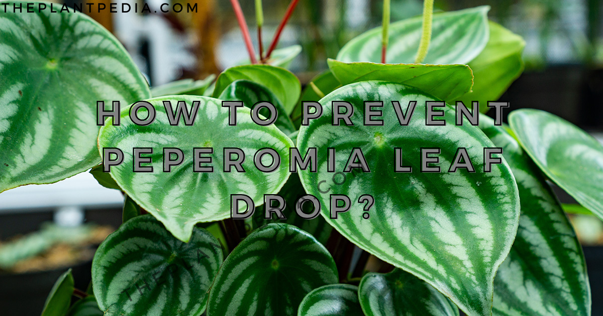 How To Prevent Peperomia Leaf Drop?