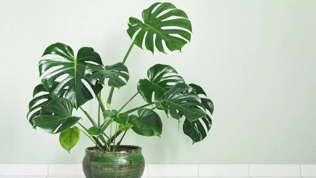 Monstera Plant Care: How To Keep Your Plant Thriving