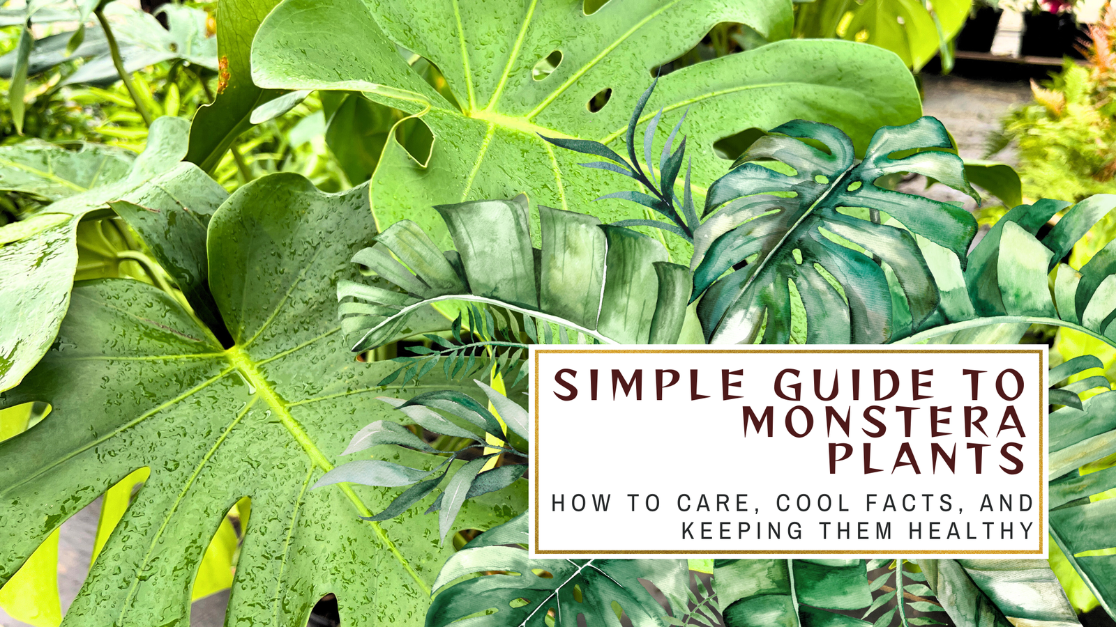 Monstera Plant Care: The Ultimate Guide For Beginners