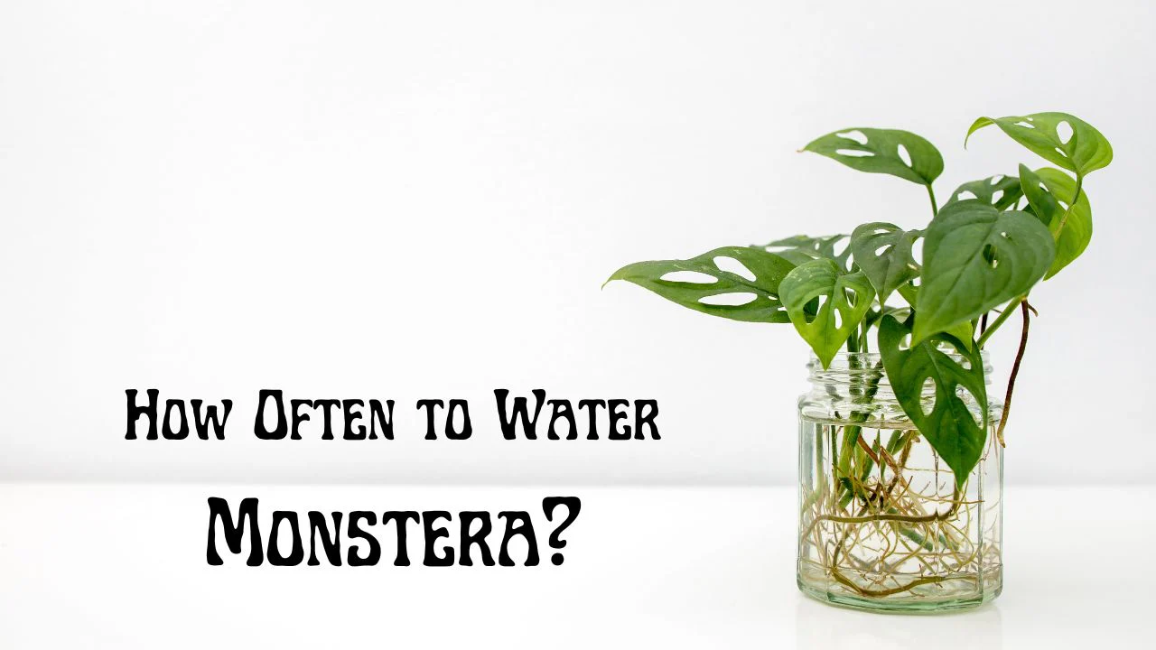 Monstera Watering Guide: How Often Should You Water?