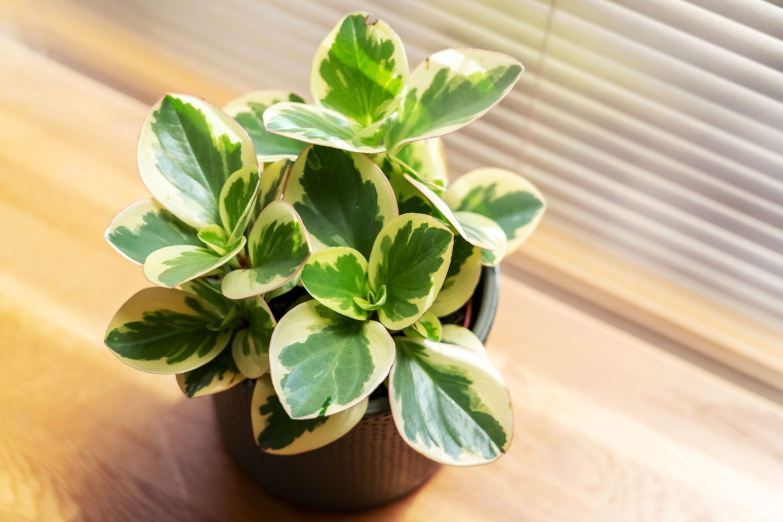 How To Grow And Care For Peperomia Plants