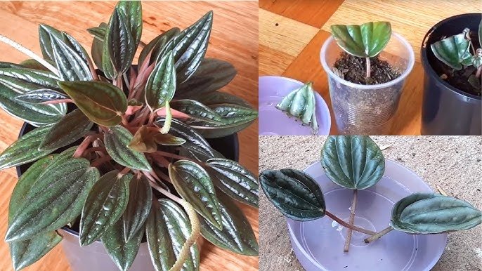 Peperomia Plant Care: Tips For Thriving Houseplants In Your Home