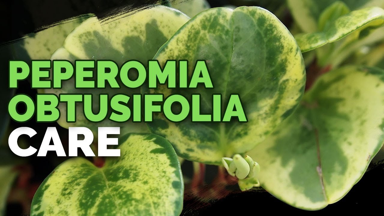 Peperomia Obtusifolia: The Ultimate Guide To Growing And Caring