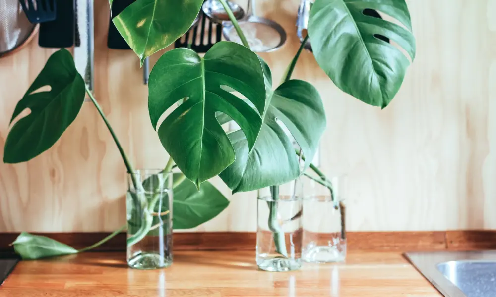 Monstera: A Trendy Addition To Your Indoor Garden